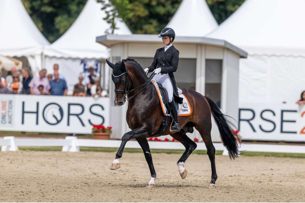 Ilegro Stallion